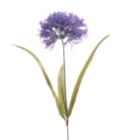 Agapanthus Blue