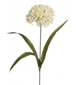 Agapanthus Cream