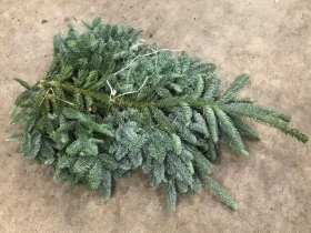 Blue Spruce Bundles