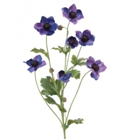 Japanese Anemone Blue