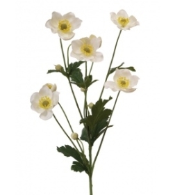 Japanese Anemone Cream