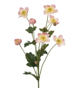 Japanese Anemone Pale Pink