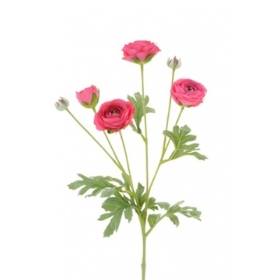 Ranunculus Spray Beauty