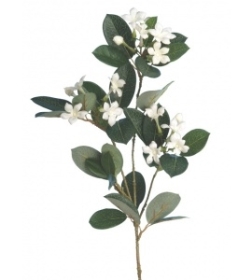 Stephanotis White